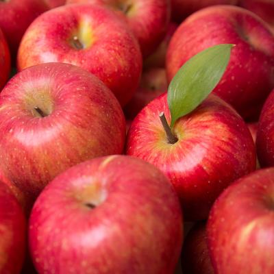 사과 고당도 껍질채 먹는 정품 꿀 사과 5kg 당일수확