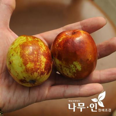 사과대추 [나무인] 왕대추묘목(사과대추품종)  2그루