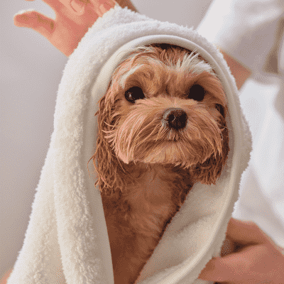 강아지목욕탕 [헤이테일] 반려동물 강아지 목욕 퀵 드라이 펫타올 (M, L) 중형 대형 수건