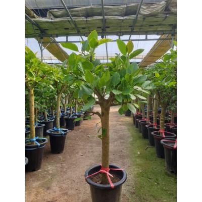 뱅갈고무나무 뱅갈고무나무 대형 실내 공기정화식물 관엽식물 대형화분 행복한꽃농원